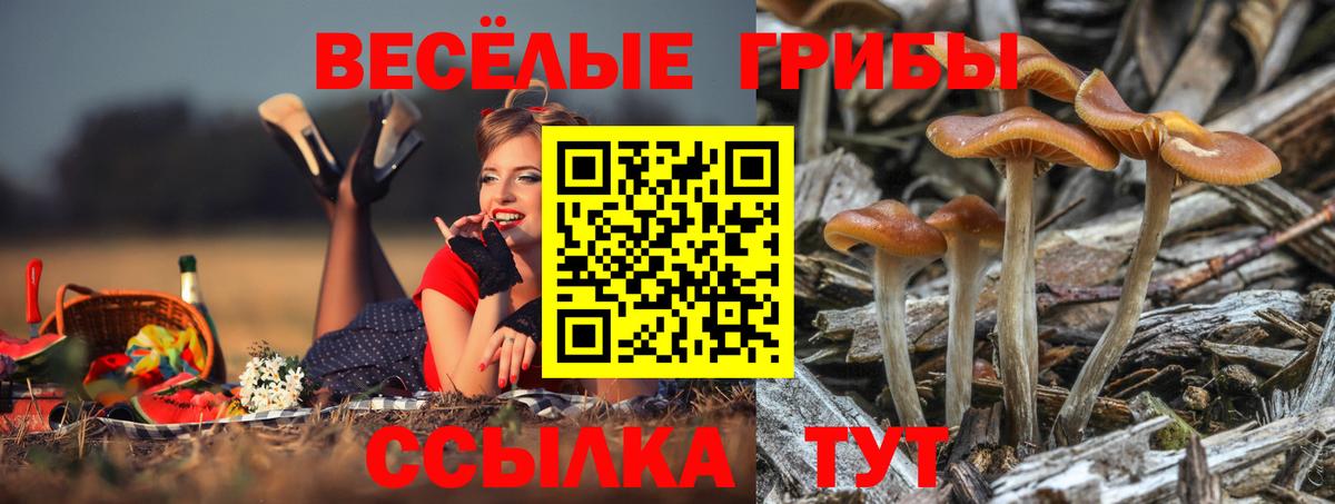 Псилоцибиновые грибы MAGIC MUSHROOMS Корсаков